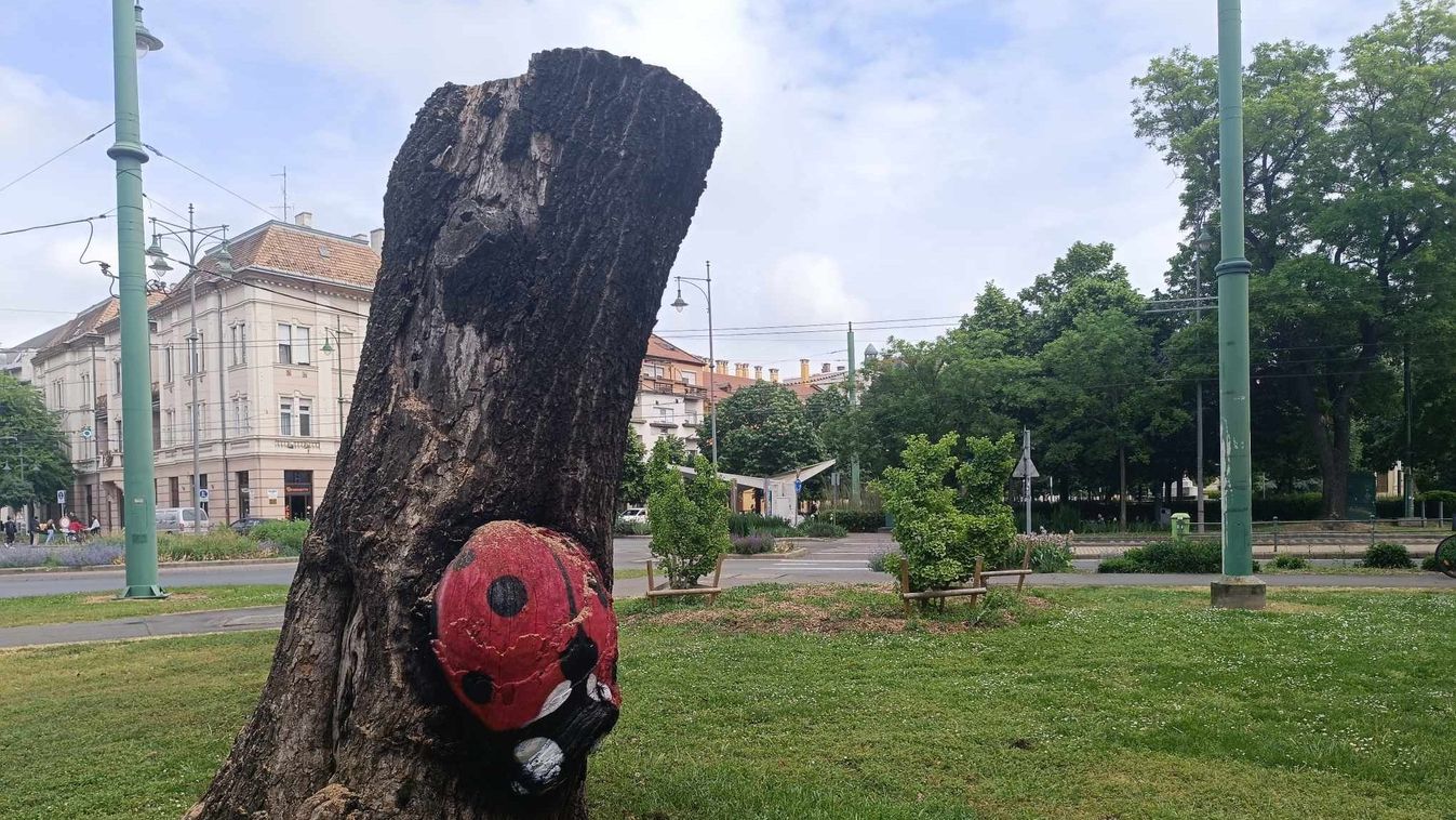 Egy ismert fát vágtak ki Szegeden: veszélyben lehet az ikonikus katica +fotók +videó