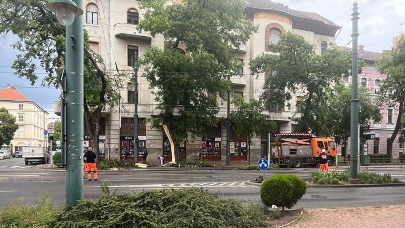 Kidőlt egy fa Szeged belvárosában +videó