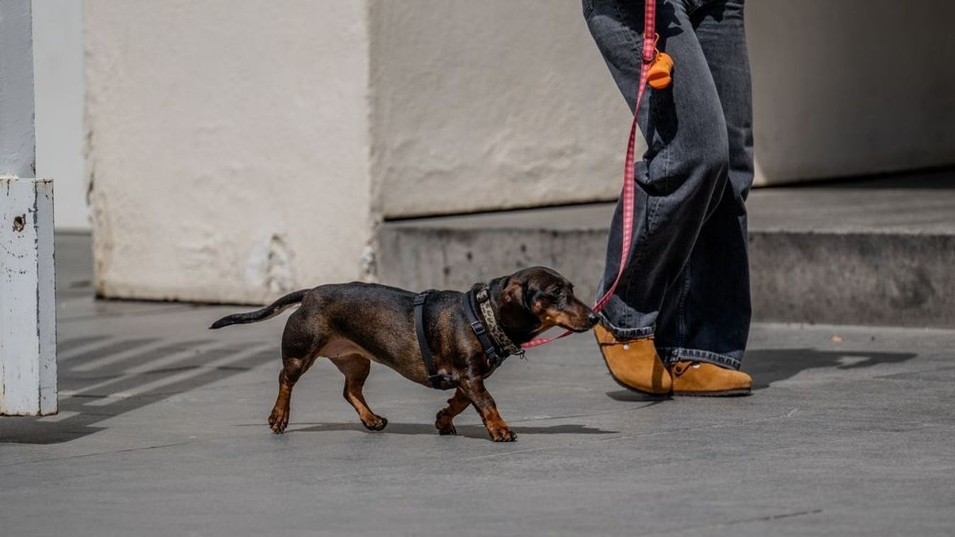 Újabb kutyatámadás Szegeden – a hősöknek köszönhetően menekült meg a tacskó
