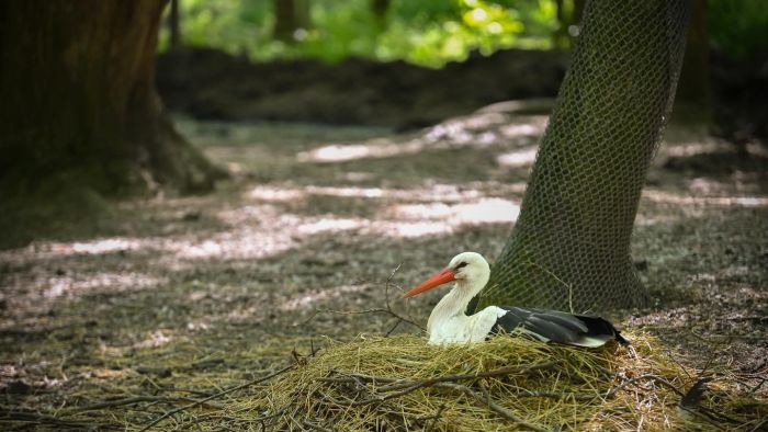 Szokatlan módon, a földön raktak fészket a Vadaspark gólyái +fotók