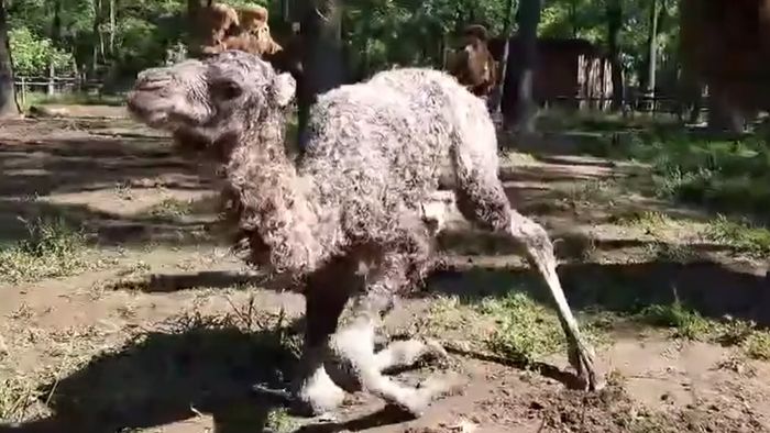 Szülinapi meglepetés: új jövevény a Szegedi Vadasparkban