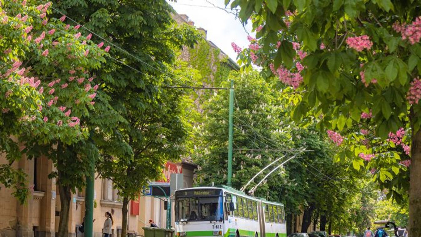 Gyönyörűen pompáznak a virágzó gesztenyefák a Szentháromság utcában +fotók