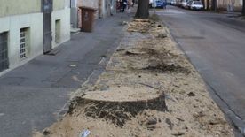 2025 a láncfűrész és a fakivágások éve Szegeden +fotók