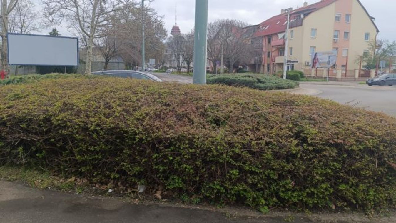 Gaztenger után bokrok nehezítik a szegediek életét +fotók