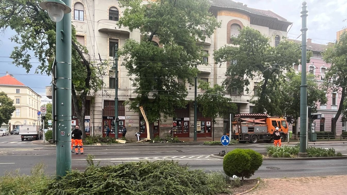 Kidőlt egy fa Szeged belvárosában +videó