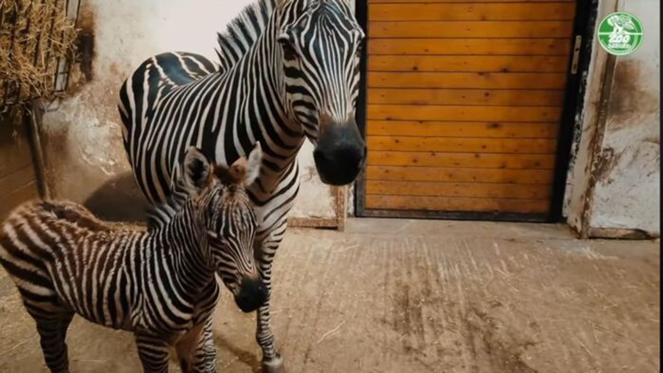 Zebra csikó született Szegeden – nevet is adhatunk neki! +videó