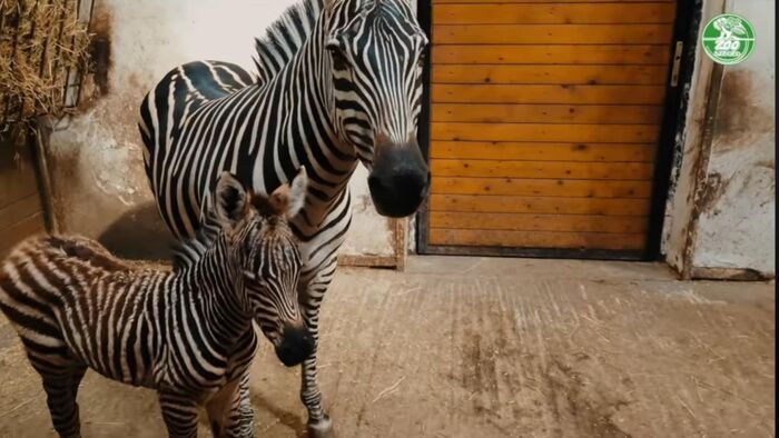 Zebra csikó született Szegeden – nevet is adhatunk neki! +videó