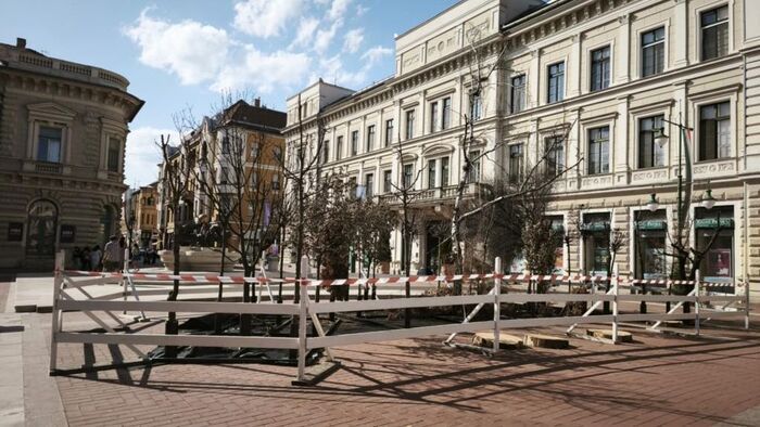 Szeged mintha már a trópusokon lenne, rendkívül gyors ütemben pusztulnak a fák