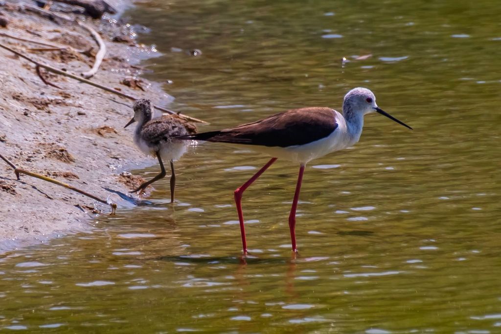 Black-winged stilt, its scientific name is Himantopus himantopus