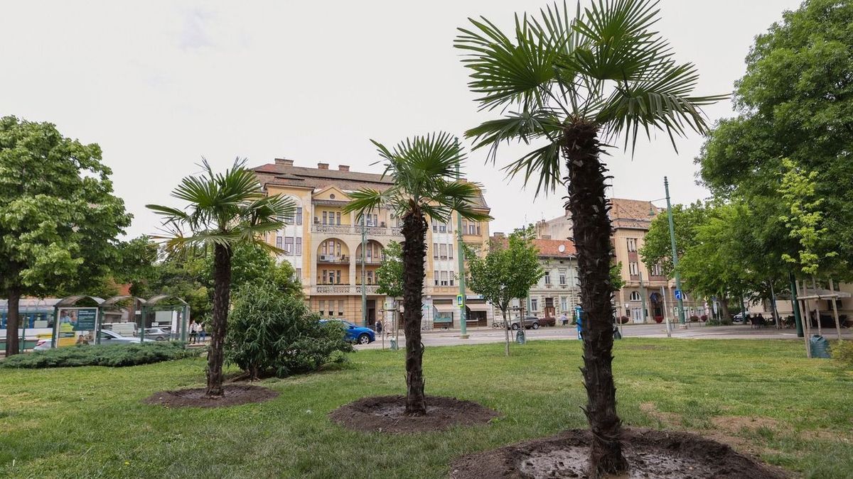 A klímaváltozás hatásait mérséklő program indult Szegeden. A 2028 közepéig tartó, 3,075 millió eurós (1,263 milliárd forintos) ReGreenX projekt keretében keresik a megoldásokat. Szeged éghajlata már megváltozott, a negatív hatások mérséklése érdekében pedig városi környezetben a zöldterületekkel kapcsolatos beruházások a legalkalmasabbak.