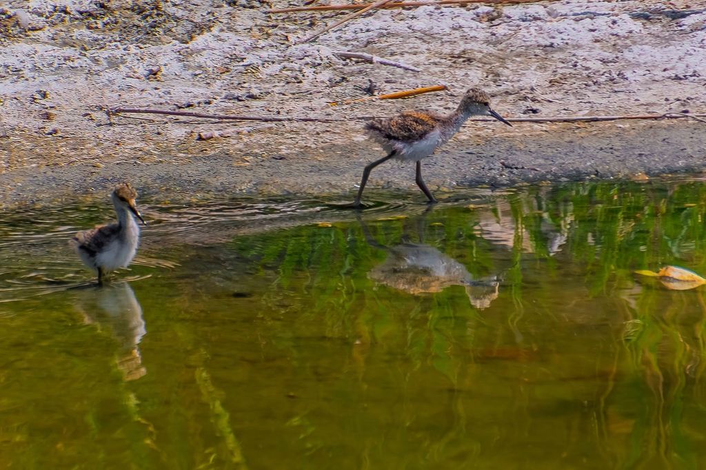 Black-winged stilt, its scientific name is Himantopus himantopus