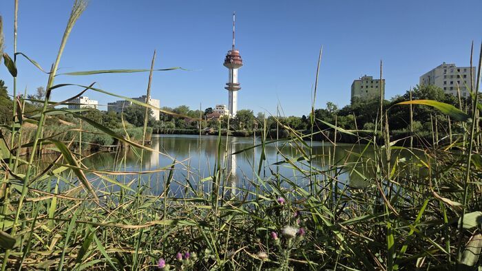Apró, repülő vérszívók jelentek meg Vértónál