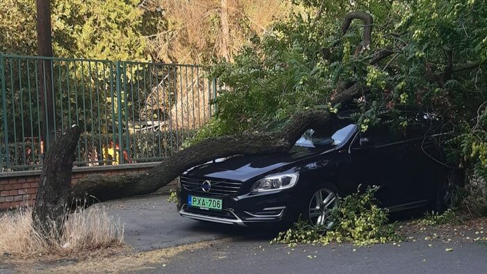 Nagy a fakivágási láz Szegeden, csak a logika hibádzik - ezt most egy autó bánta
