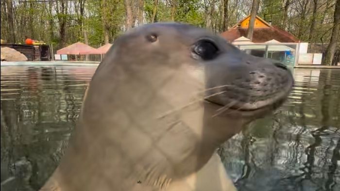 Ma ünnepli első születésnapját a Szegedi Vadaspark fókasztárja