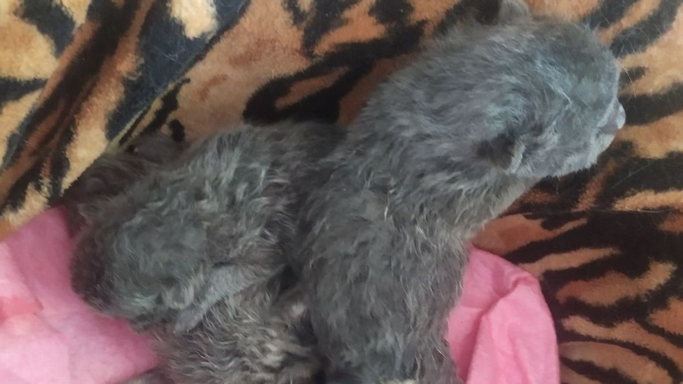 Megindító mentés: a szemétből kerültek menhelyre