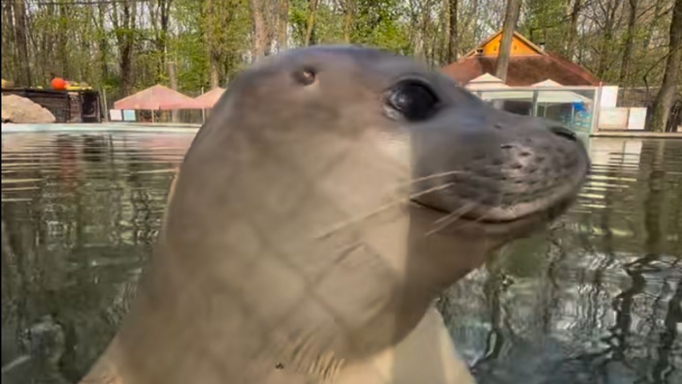 Ma ünnepli első születésnapját a Szegedi Vadaspark fókasztárja +videó