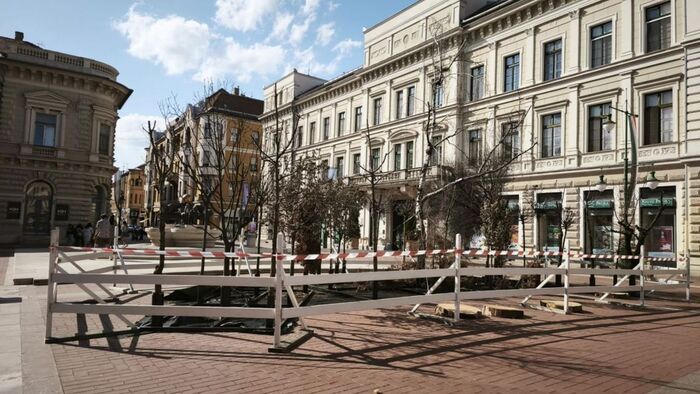 A nyár közepén is ritkítják Szeged fáit: kérdésekkel és kételyekkel teli a lakosság