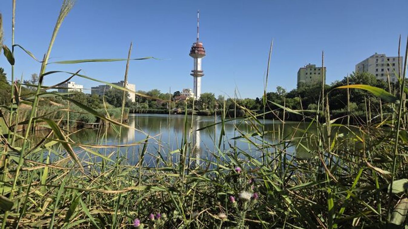 Apró, repülő vérszívók jelentek meg Vértónál