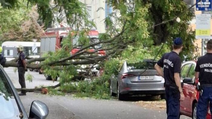 Maga alá temetett két autót egy kidőlt fa Szegeden