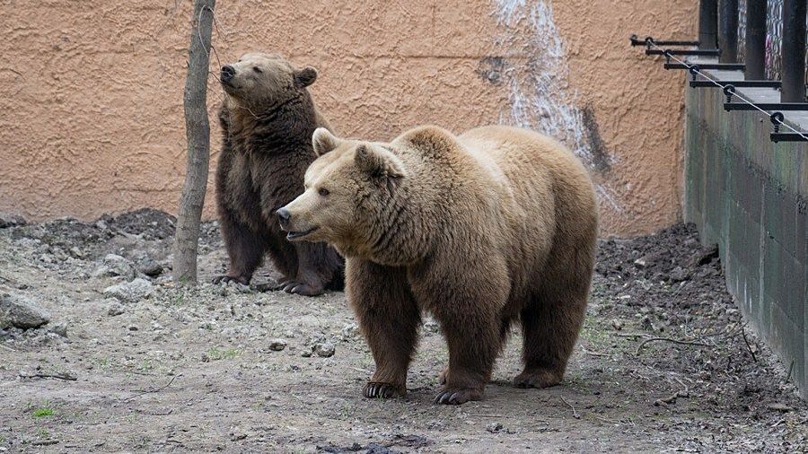 Az Állatkertek Éjszakája zárásaként a barnamedvékkel nassolhatnak a látogatók