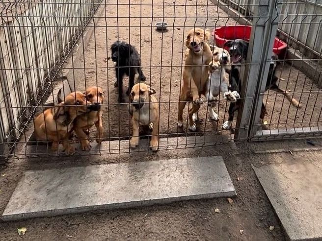 Segítségnyújtás lépésről lépésre: mit tegyél, ha kóbor kutyát találsz?