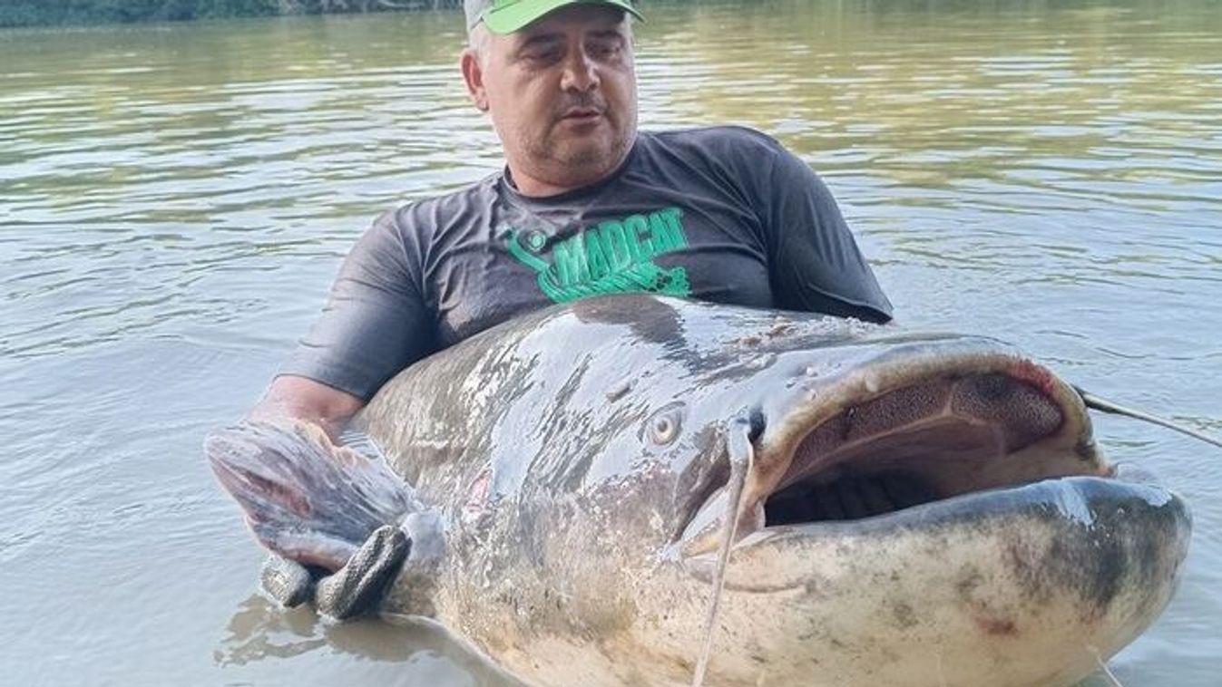 Óriás tiszai harcsa akadt a horogra +fotó +videó