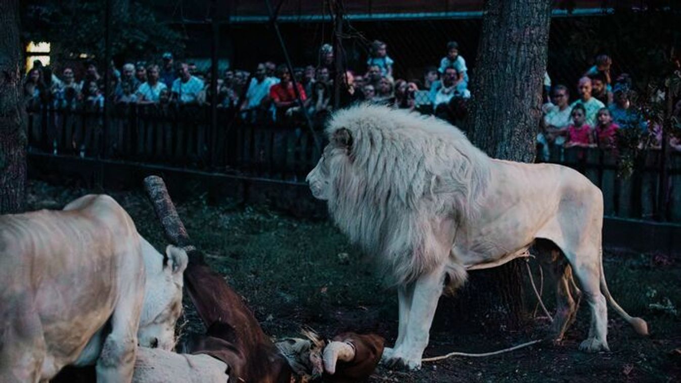 Oroszlánlakoma, vegavacsi és tűzzsonglőr show: Szenzációs éjszaka a Szegedi Vadasparkban