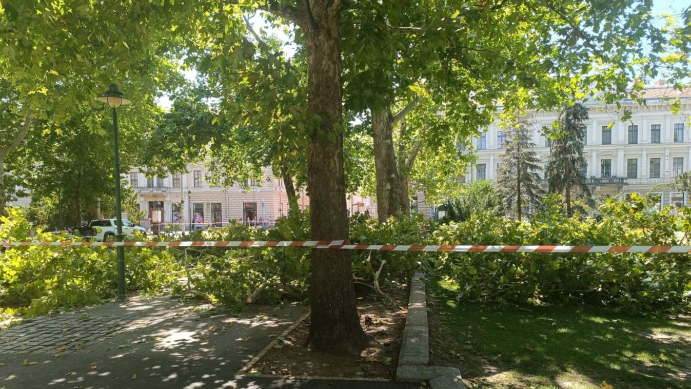 Zajlik a veszélyes faágak eltávolítása a Széchenyi téren +fotók +videók