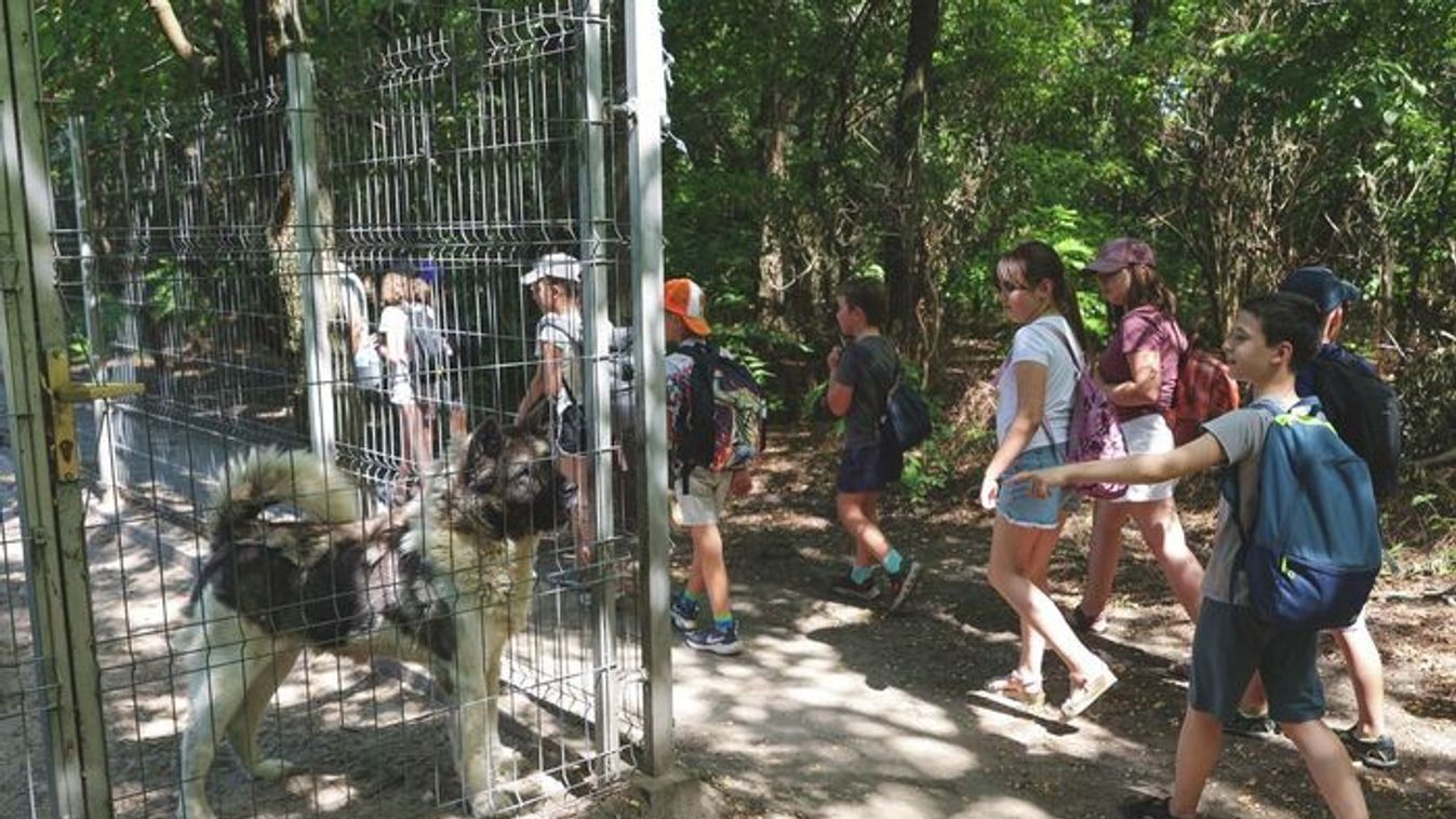 Válság fenyegeti a Tappancs Állatvédő Alapítványt: 250 állat sorsa a tét