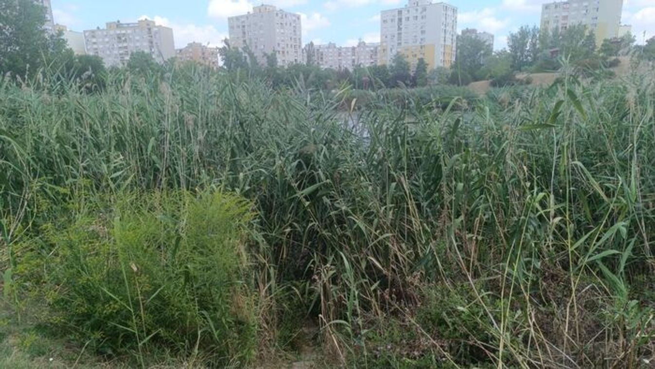 Egykor pihenőhely volt, ma dzsungel: elburjánzott a Vértó partja +fotók +videó
