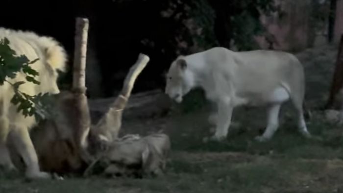 Egy este az állatkertben: a Szegedi Vadaspark vad oldala