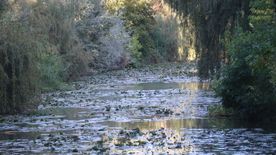 Olyan állapotban a Holt-Maros és környéke, mintha nem lenne gazdája
