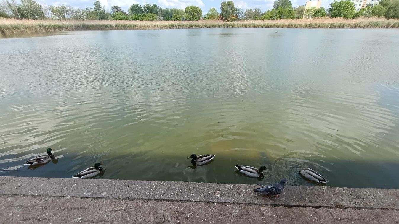 Új lakó a Búvár tónál – különös élőlény tarja lázban a szegedieket