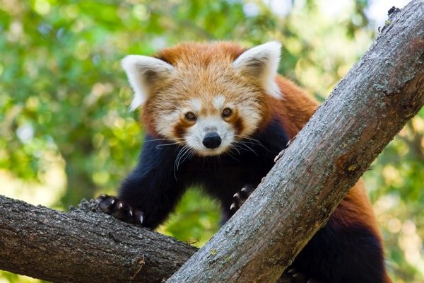 A vörös panda veszélyeztetett faj, a számuk a vadonban rendkívül alacsony Fotó: zooszeged.hu. 