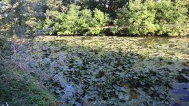 Az elmúlt évek hanyagságát nyögi a Holt-Maros, rettentő nagy a baj +fotók +videó