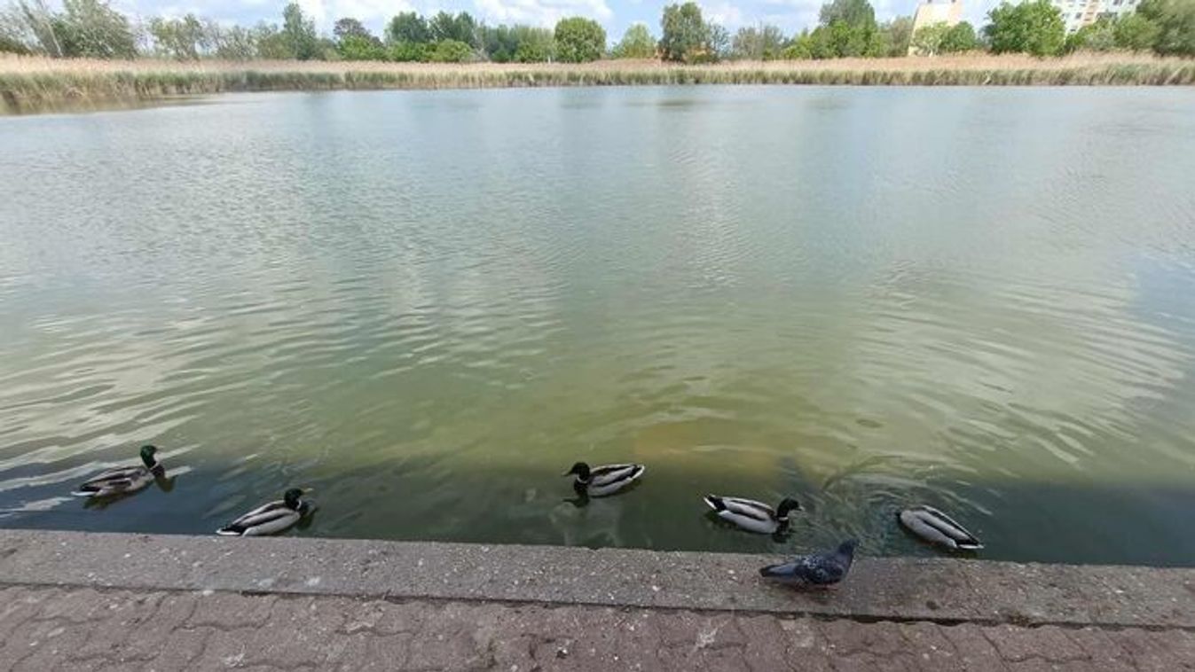 Új lakó a Búvár tónál – különös élőlény tarja lázban a szegedieket