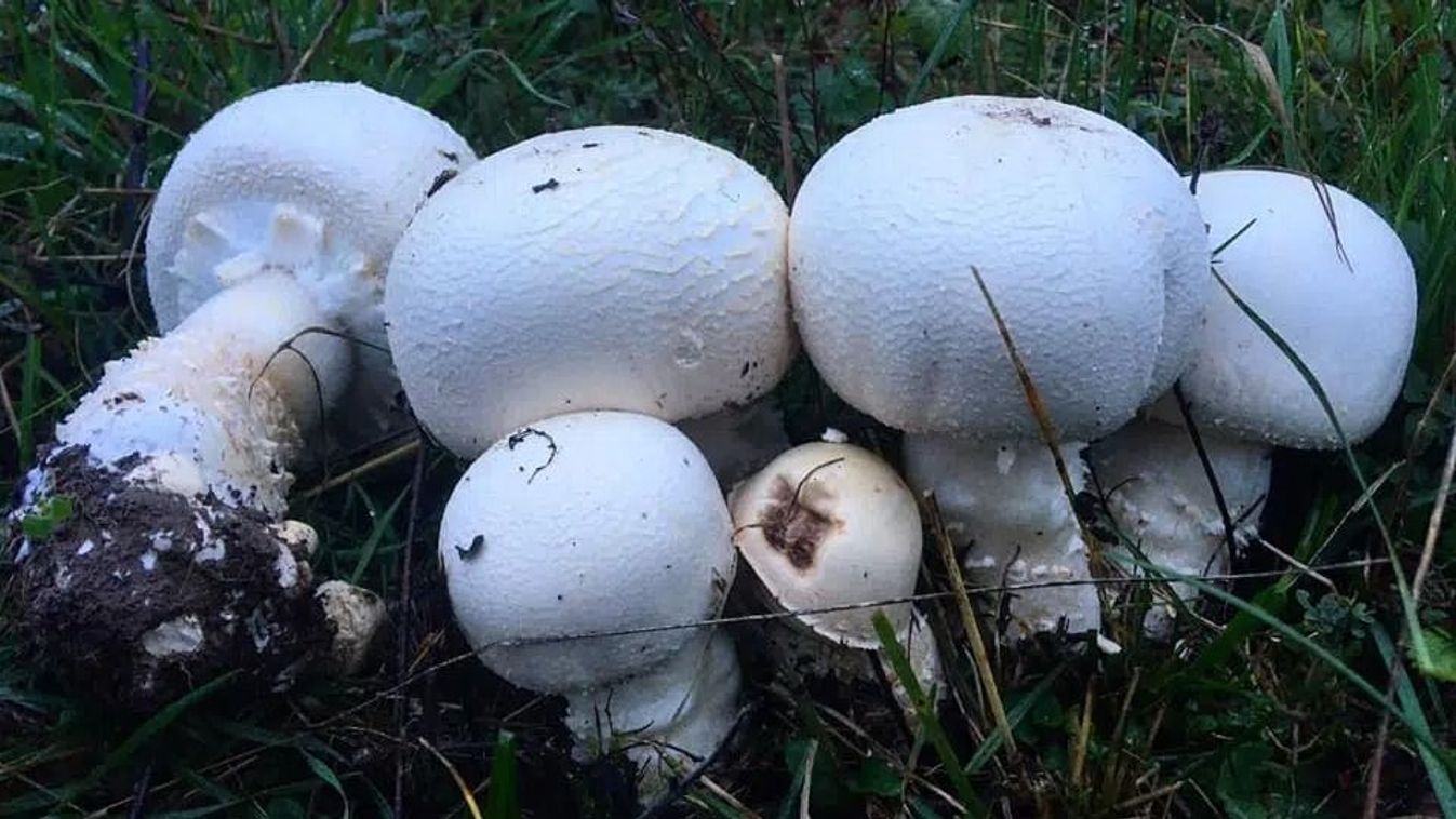 A természet kamrája megnyílt: Nyakunkon a gombaszezon!