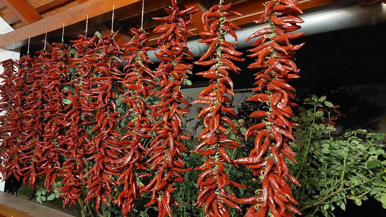 A szegedi október titkai: paprika, pásztorok és a Nobel-díj