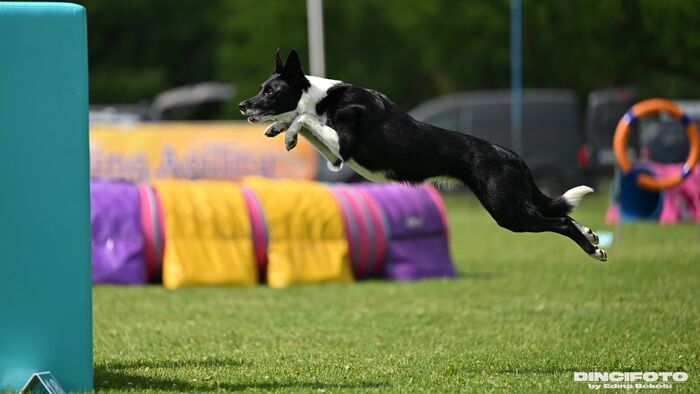 A kutyás agility titkai és a szegedi sikerek +videó