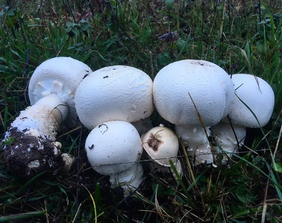 Nyakunkon a gombaszezon, ami a természetjárók kedvelt időszaka Fotó: fortissimafungus.com