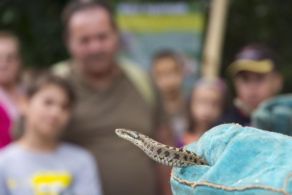 Bár a kígyó sokakban kelthet félelmet, a rákosivipera a magyar természetvédelem egyik legfontosabb kincsévé vált Fotó: Szegedi Vadaspark/Facebook