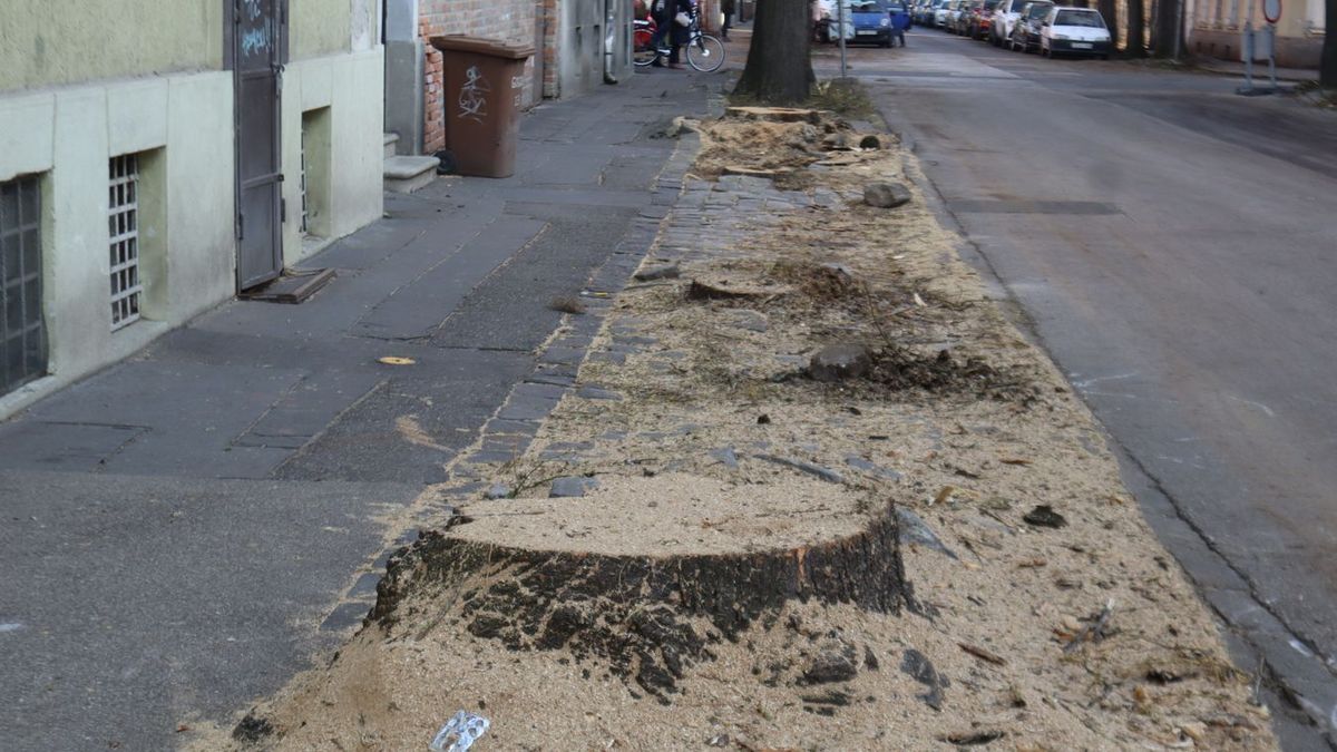 Hogy történt ennyi fakivágás az elmúlt évben? Fotó: SzegedMA