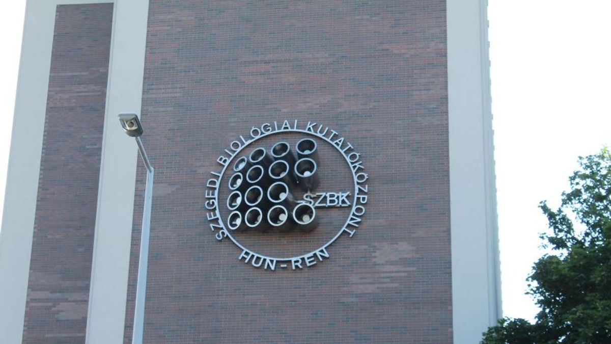 A szegedi kutatók szerint a gombák már az első növények előtt segítettek lakhatóvá tenni a Földet. Fotó: Délmagyar