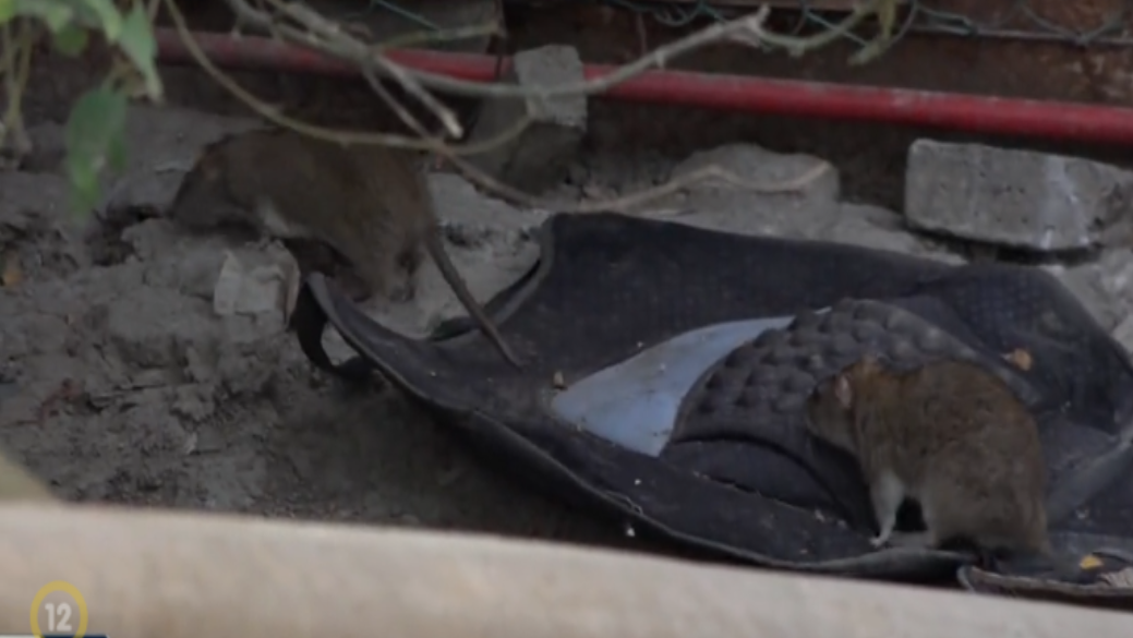 Fényes nappal is rohangálnak a patkányok. (Forrás: Tények)