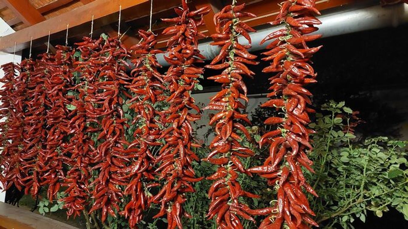 A szegedi október titkai: paprika, pásztorok és a Nobel-díj