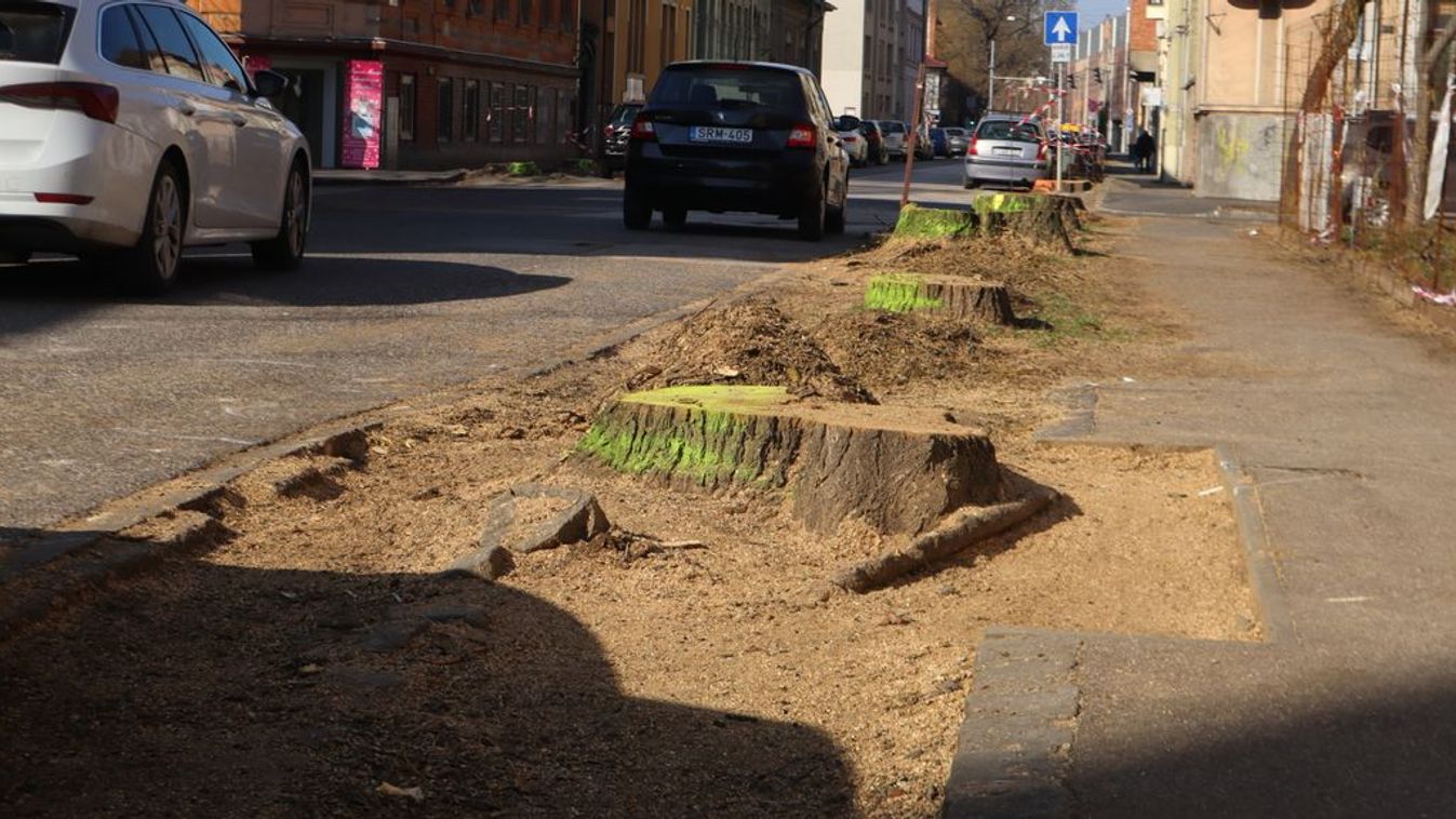 Eltűnt 2000 fa Szegedről: Ilyen a zöld jövő ígérete?