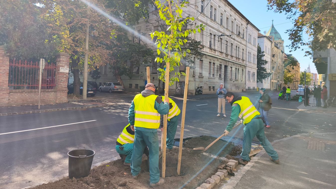 A zöldebb jövőért Szegeden: fákat ültettek a Dózsa utcában +fotók +videó