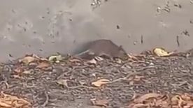 Patkányinvázió Újszegeden! Bölcsődék és iskolák környékén garázdálkodnak a kártevők