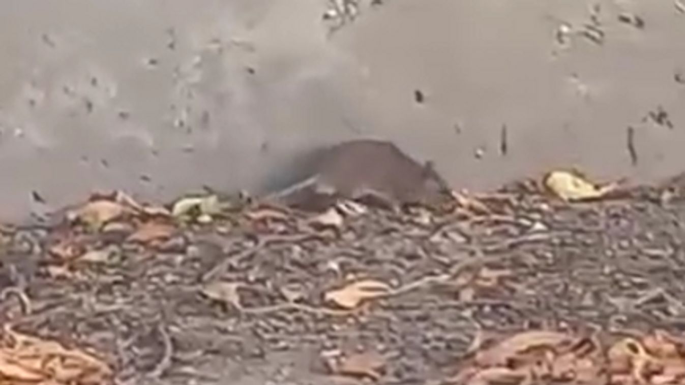 Patkányinvázió Újszegeden! Bölcsődék és iskolák környékén garázdálkodnak a kártevők