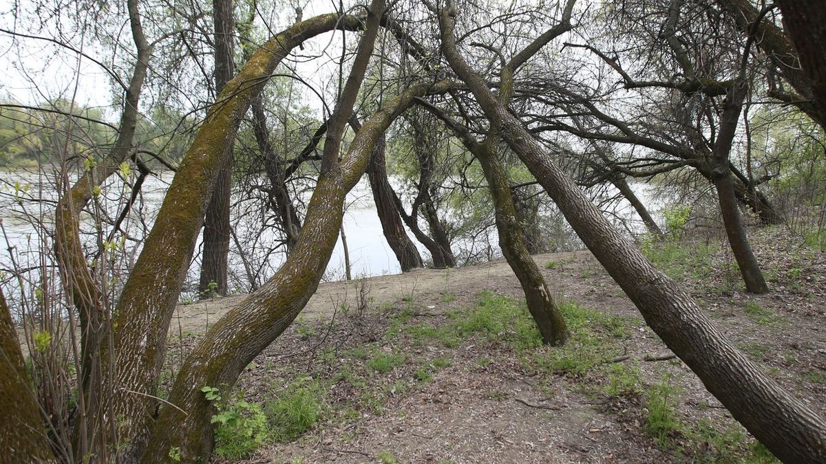 A Tisza-parti Boszorkánysziget ma már békés kirándulóhely, de sötét történelmi emléke örökre összefonódott Szeged múltjával. (Fotó: SzegedMA)